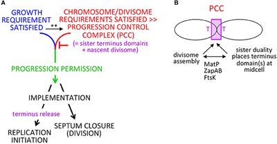 Coordination of Growth, Chromosome Replication/Segregation, and Cell Division in E. coli